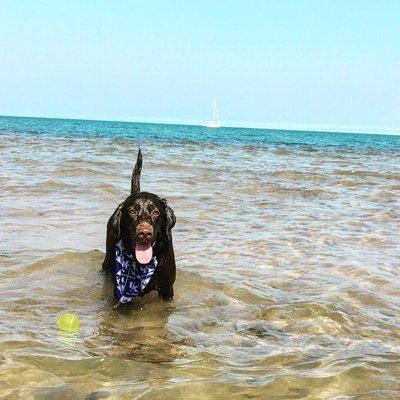 Dog at the dog beach playing ball