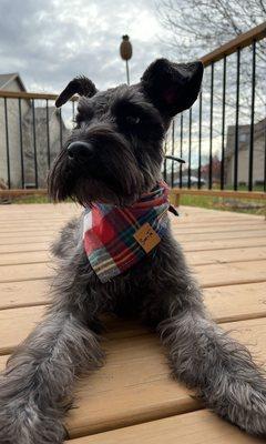 Archie looking so handsome after his haircut at City Paws Pet Club!!!!