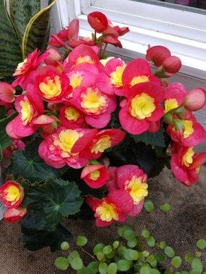 Begonia