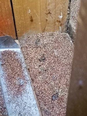 Drywood termite droppings in an attic