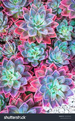 Succulents