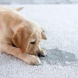 Whether you are in need of a light carpet cleaning or your carpet is heavily soiled or maybe your family pet has had accident...