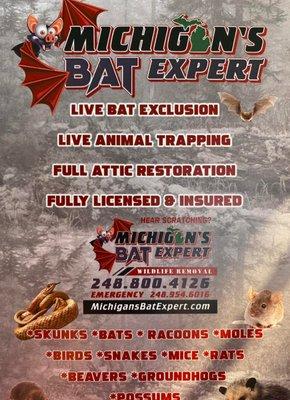 Michigan's Bat Expert and Wildlife Removal