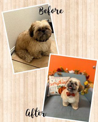 Before and after photos of Bowie's first full grooming courtesy of Miss Riley!