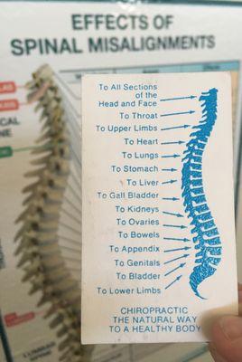 Abbreviated version of nervous system connection to the spine