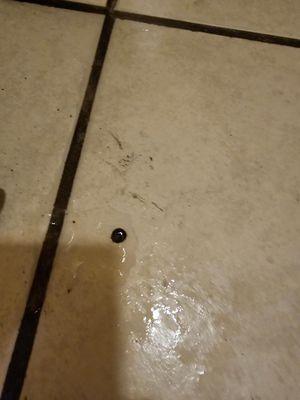 Water pumping out of holes in floor every time I step on the floor