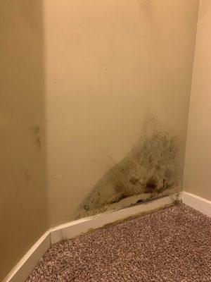 Mold on a bedroom wall