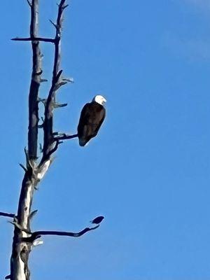 Bald Eagle on Lake