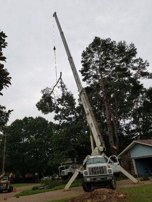 Arbor Tree Service