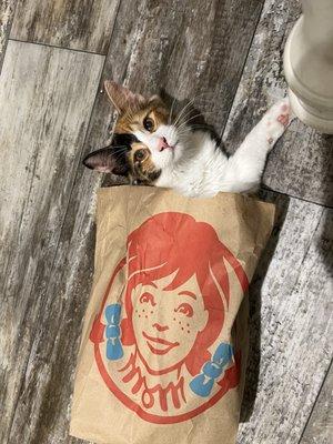 My cat seemed to like the bag though.