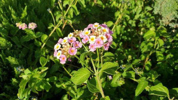 Flowers outside of the restaurant. 8/20/2021