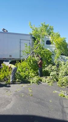 Emergency tree service for APD. Working with our community.