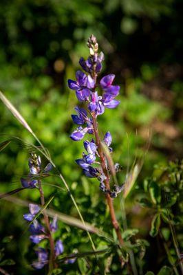 lupin