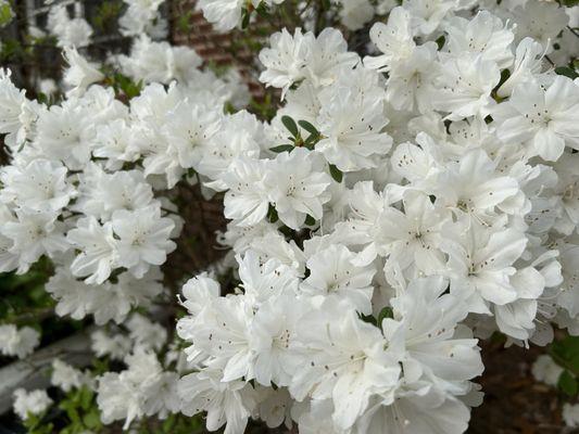 Double blooming azeleas