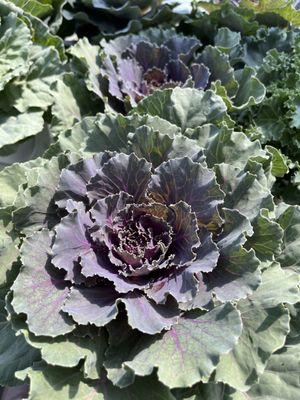 Flowering cabbage and kale for your fall decor