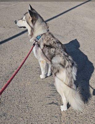 Post grooming and just so happy to be free of dirt and mats.