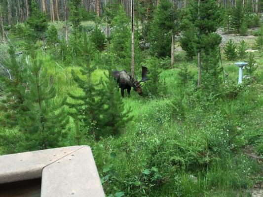 He walked up right behind the cabin.