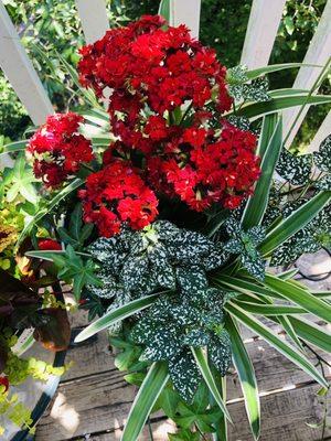 Kalanchoe, Polka Dot Plant, Spider Plant, English Ivy