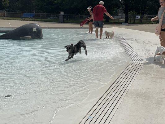 Dog day at the pool