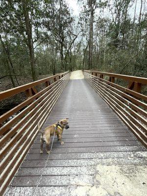 Walkway to Beach Access