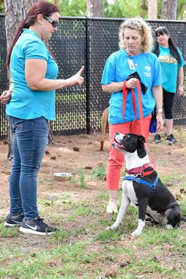 Attending my Good Dog training classes learning how to train and correct unwanted behaviors.