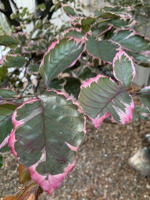 There are so many interesting maples and plants, like this one with pink covering leaves