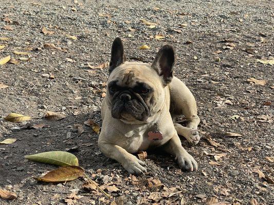 Stella the winery dog