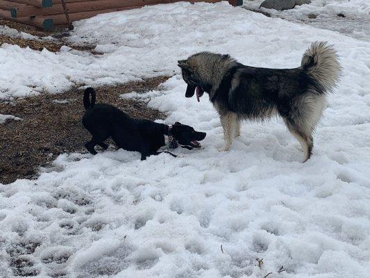 Puppies at play