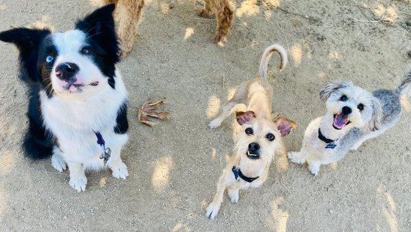 My two dogs on the right at the park with Elizabeth