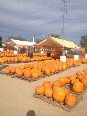 Saint James Pumpkin Patch