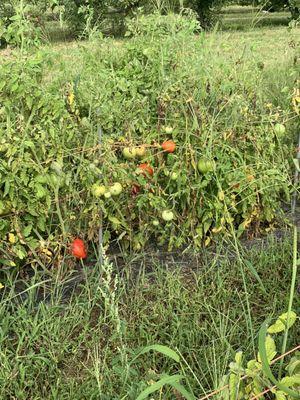 Tomato plants