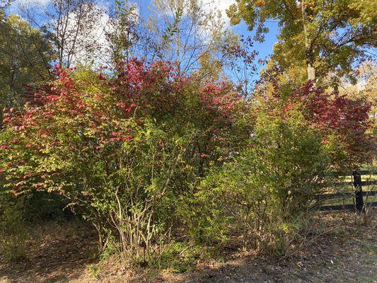 Burning Bush is turning red which means that cold weather is right around the corner