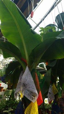 Banana tree