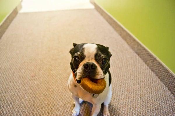 Alfie, the VIVO mascot holding the VIVO Plano office down.