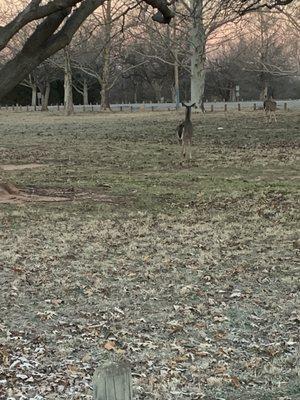 Wild life in Lucy Park in Wichita Falls, Texas