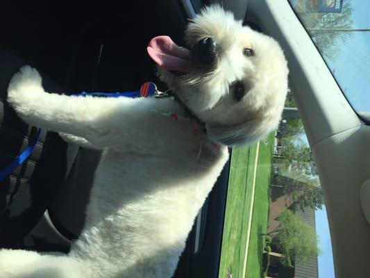 Riley after his most recent grooming experience at Dog Barber 2 - see how happy and cute he is?!