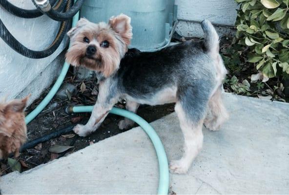 Here's my other Yorkie, Mojo. He's very handsome now! Thank you, Paris!