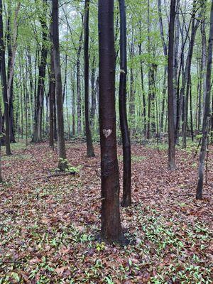 The carved out heart on the wet tree bark caught my attention as I was walking by.