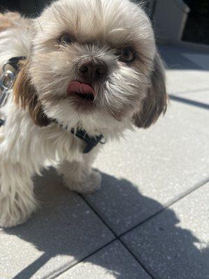 Puppy on the promenade