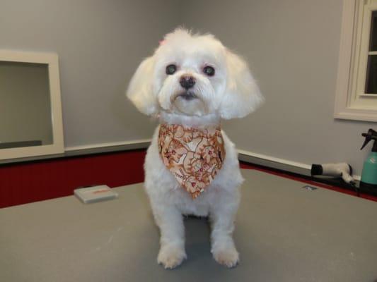 Daisy Mae after her Spa Day, what a cutie!