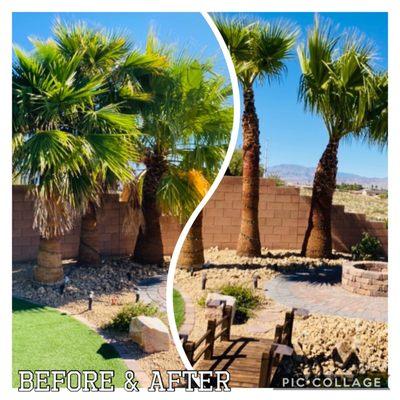 Before & After picture of a palm clean-up