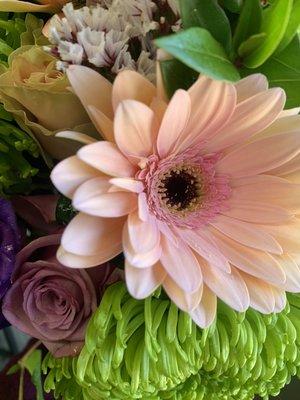 Gerbera, a Fairfield Favorite