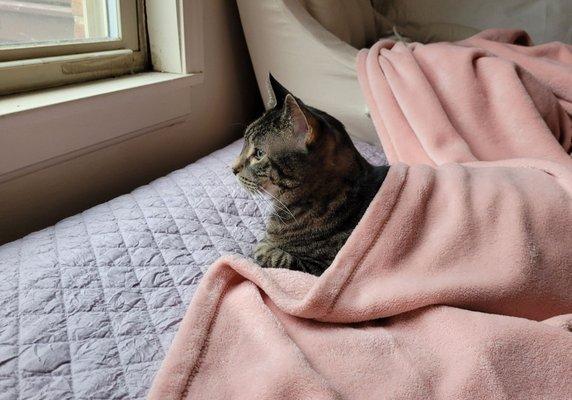 My fur-kid recovering from his kitty dental.