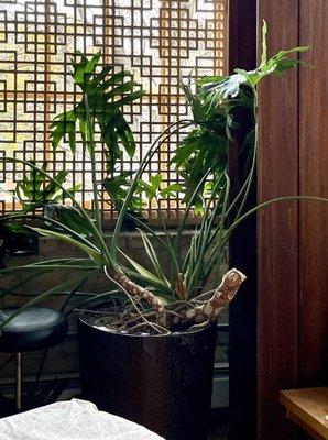 Lovely plants in the massage room