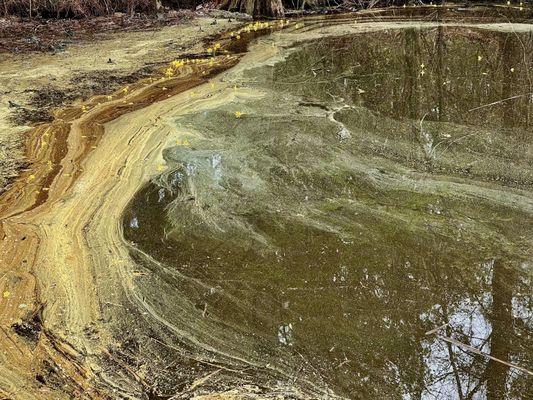 Tons of pollen in the lake/pond 4/2022