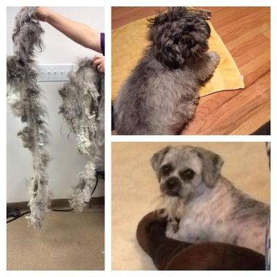 Left, Patti's coat came off in two pieces, right top Patti before (HOT MESS), right bottom, Patti after, beautiful pooch!