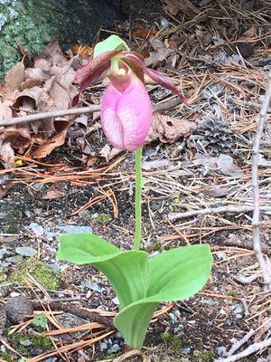 Pink lady slipper