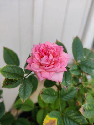 Pink baby rose on 9-26-21