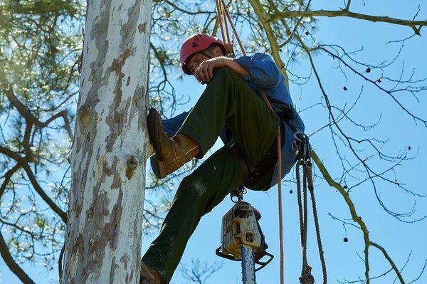 Climbing a sycamore.