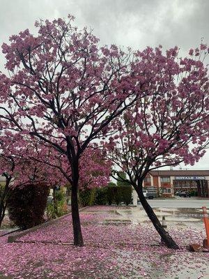 Beautiful Rosy Trumpets trees in bloom